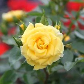 Flower Power Patio Rose (Rosa Flower Power) 2